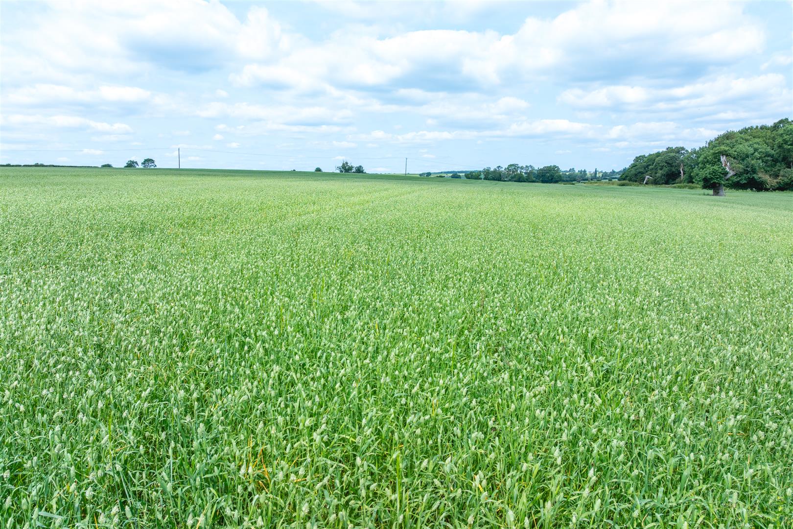 Lot 1 - Land off Thrussington Road, Hoby, Leicestershire